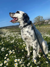 Görseli Galeri görüntüleyiciye yükleyin, Trooper Köpek Tasması