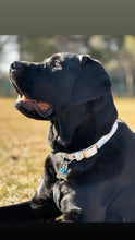 Görseli Galeri görüntüleyiciye yükleyin, Parker Martingal Köpek Tasması