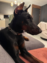 Görseli Galeri görüntüleyiciye yükleyin, Boss Köpek Tasması