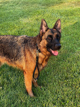 Görseli Galeri görüntüleyiciye yükleyin, Ivy Eğitim/Gezdirme Kayışı