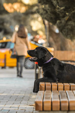Görseli Galeri görüntüleyiciye yükleyin, Hunter Büyük Köpek Tasması