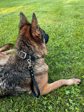 Görseli Galeri görüntüleyiciye yükleyin, Ivy Eğitim/Gezdirme Kayışı