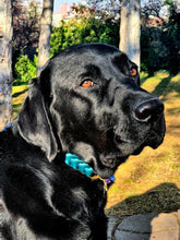 Load image into Gallery viewer, Ranger Large Dog Collar