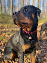 Load image into Gallery viewer, Ranger Large Dog Collar