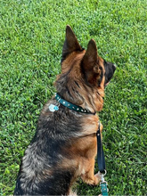 Görseli Galeri görüntüleyiciye yükleyin, Trooper Köpek Tasması