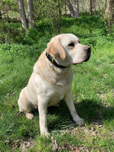 Görseli Galeri görüntüleyiciye yükleyin, Remington Köpek Tasması