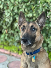 Görseli Galeri görüntüleyiciye yükleyin, Parker Martingal Köpek Tasması