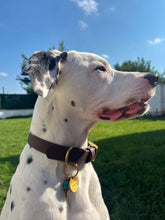 Load image into Gallery viewer, Hunter Large Dog Collar