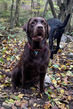 Görseli Galeri görüntüleyiciye yükleyin, Ranger Büyük Köpek Tasması