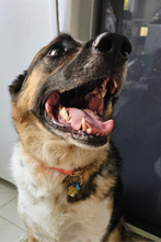 Görseli Galeri görüntüleyiciye yükleyin, Yankee Köpek Tasması