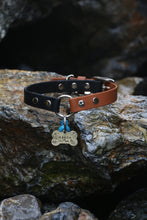 Görseli Galeri görüntüleyiciye yükleyin, Yankee Köpek Tasması