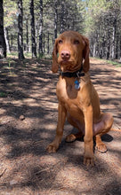 Görseli Galeri görüntüleyiciye yükleyin, Hunter Küçük Köpek Tasması