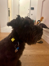 Görseli Galeri görüntüleyiciye yükleyin, Hunter Küçük Köpek Tasması