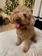 Görseli Galeri görüntüleyiciye yükleyin, Marley