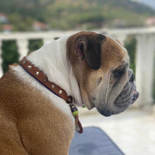 Görseli Galeri görüntüleyiciye yükleyin, Trooper Köpek Tasması