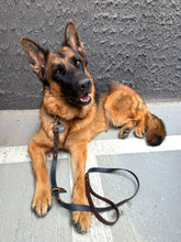 Görseli Galeri görüntüleyiciye yükleyin, Chase Gezdirme Kayışı