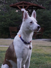 Görseli Galeri görüntüleyiciye yükleyin, Parker Martingal Köpek Tasması