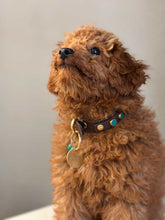 Görseli Galeri görüntüleyiciye yükleyin, Amore Köpek Tasması