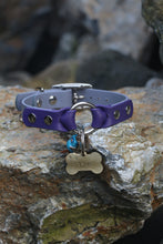 Görseli Galeri görüntüleyiciye yükleyin, Chase Köpek Tasması