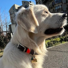 Görseli Galeri görüntüleyiciye yükleyin, Hunter Büyük Köpek Tasması