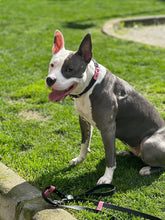 Görseli Galeri görüntüleyiciye yükleyin, Boss Köpek Tasması