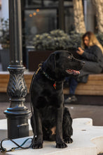 Görseli Galeri görüntüleyiciye yükleyin, Trooper Köpek Tasması