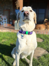 Görseli Galeri görüntüleyiciye yükleyin, Hunter Büyük Köpek Tasması