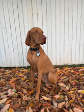 Görseli Galeri görüntüleyiciye yükleyin, Hunter Büyük Köpek Tasması