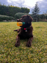 Görseli Galeri görüntüleyiciye yükleyin, Hunter Büyük Köpek Tasması