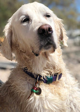 Görseli Galeri görüntüleyiciye yükleyin, Hunter Küçük Köpek Tasması