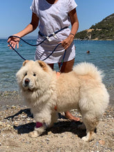 Görseli Galeri görüntüleyiciye yükleyin, Sailor Euro Gezdirme Kayışı