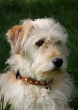 Görseli Galeri görüntüleyiciye yükleyin, Trooper Küçük Köpek Tasması