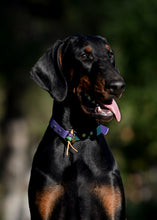 Görseli Galeri görüntüleyiciye yükleyin, Yankee Köpek Tasması