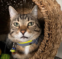 Görseli Galeri görüntüleyiciye yükleyin, Marley
