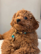 Görseli Galeri görüntüleyiciye yükleyin, Amore Köpek Tasması
