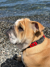 Görseli Galeri görüntüleyiciye yükleyin, Boss Köpek Tasması
