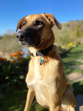 Görseli Galeri görüntüleyiciye yükleyin, Hunter Büyük Köpek Tasması
