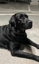 Load image into Gallery viewer, Boss Dog Collar
