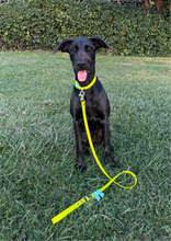 Load image into Gallery viewer, Hunter Dog Leash
