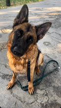 Load image into Gallery viewer, Ivy Training Dog Leash
