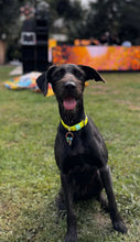 Load image into Gallery viewer, Hunter Small Dog Collar
