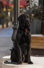 Load image into Gallery viewer, Hunter Dog Leash
