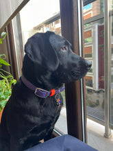 Load image into Gallery viewer, Hunter Large Dog Collar
