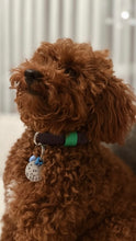 Load image into Gallery viewer, Hunter Small Dog Collar
