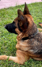 Load image into Gallery viewer, Boss Dog Collar
