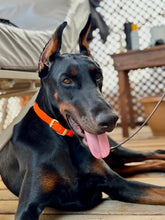 Load image into Gallery viewer, Hunter Small Dog Collar
