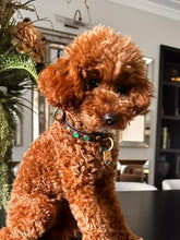 Görseli Galeri görüntüleyiciye yükleyin, Amore Köpek Tasması
