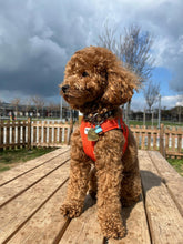 Load image into Gallery viewer, Misty Small Dog Collar
