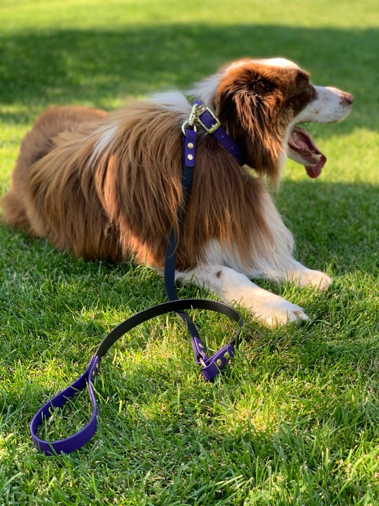 Yankee Dog Leash – The Morning Cloud